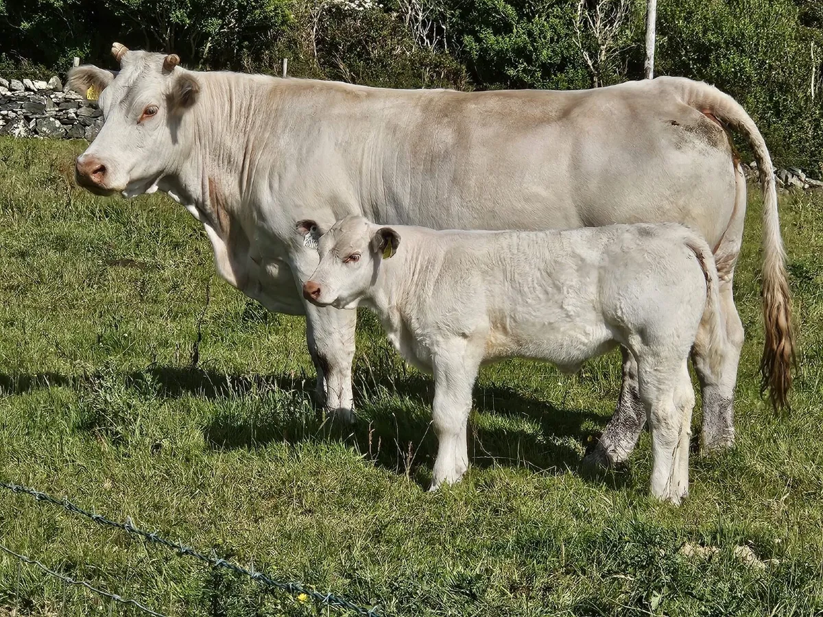 Cows and calf’s - Image 4