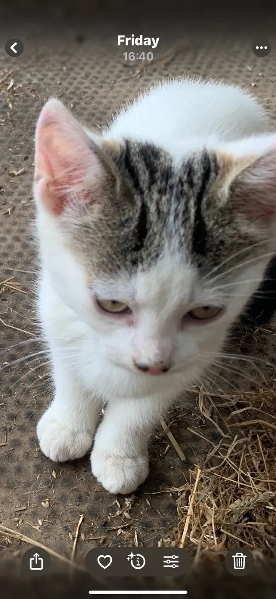 Kitten - Image 3