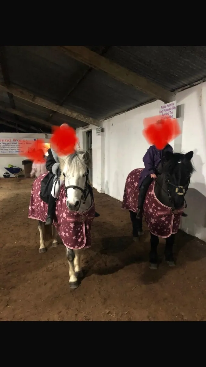 11.2 family pony sensible mare for sale not horse - Image 2