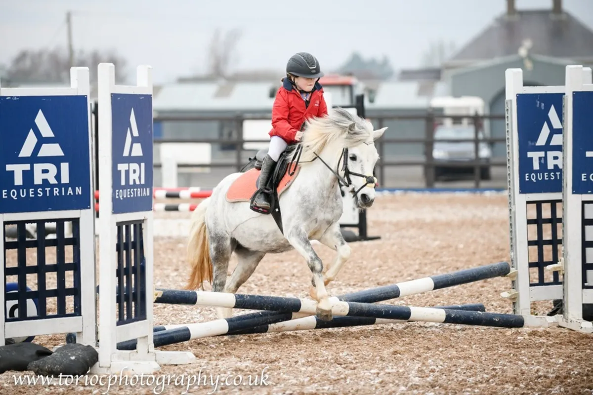 11.2 family pony sensible mare for sale not horse - Image 1