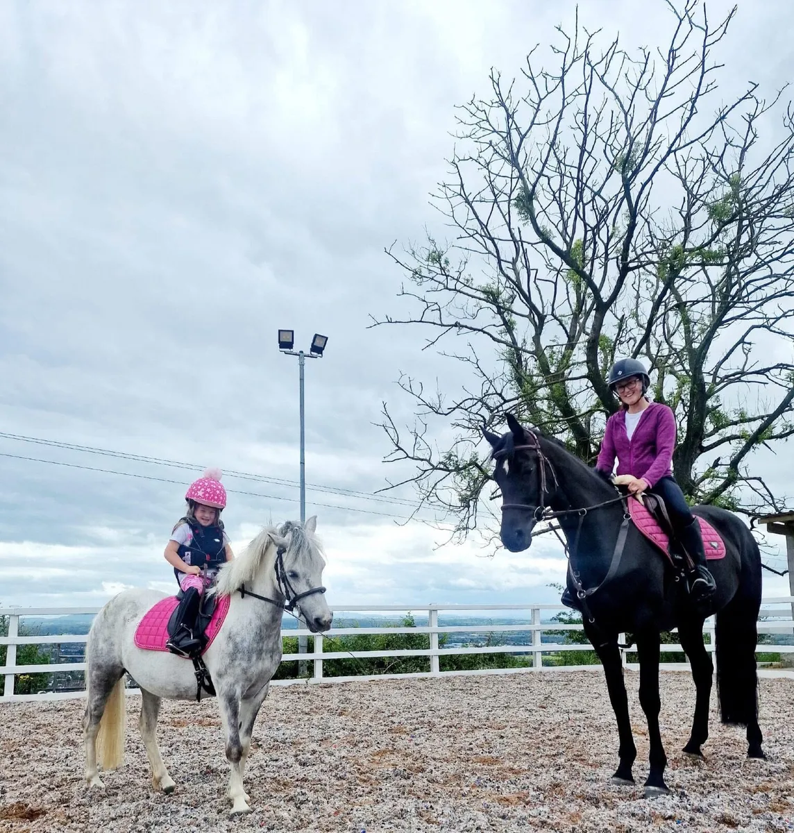 11.2 family pony sensible mare for sale not horse - Image 3