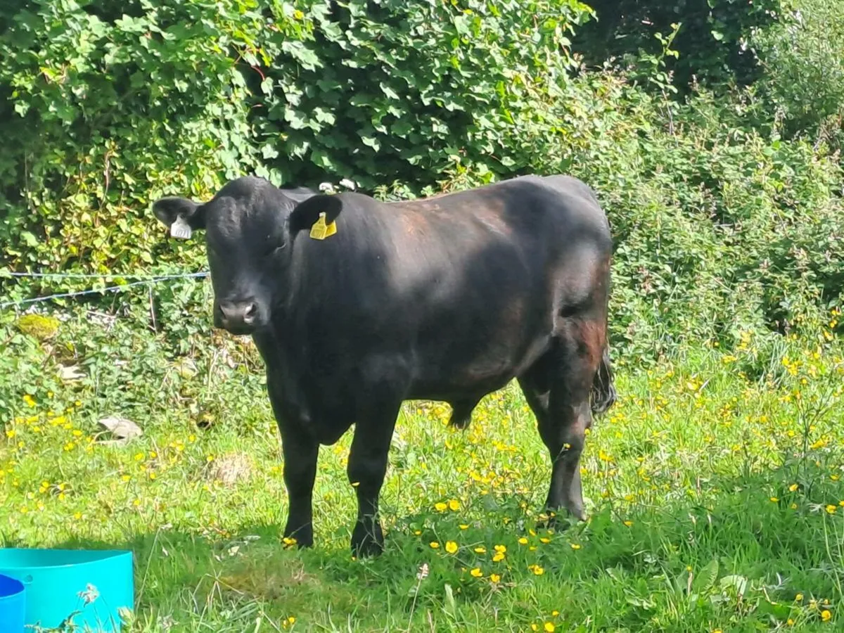 Pedigree Angus Bull - Image 1