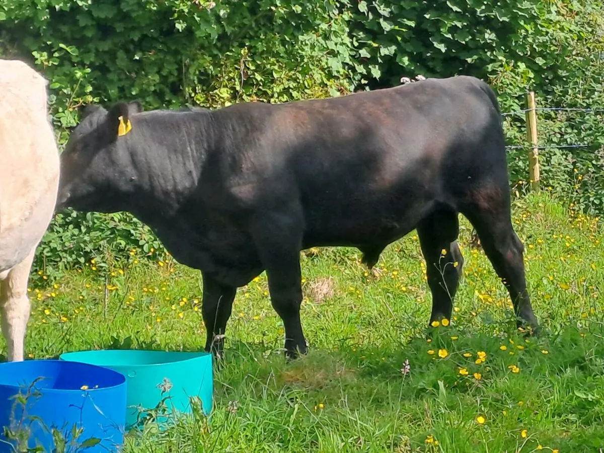 Pedigree Angus Bull - Image 2