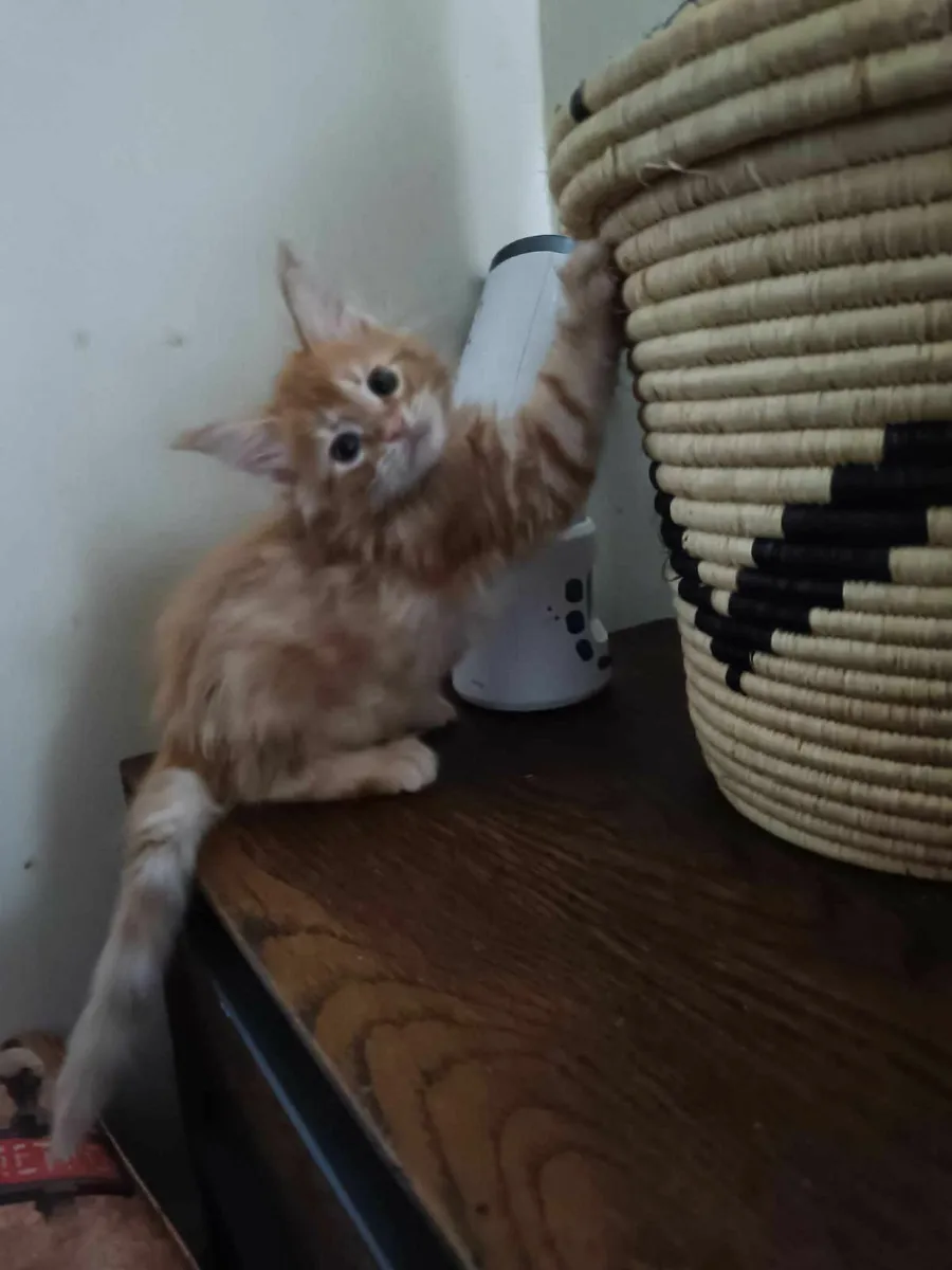 Maine Coon boy Diesel for sale - Image 3