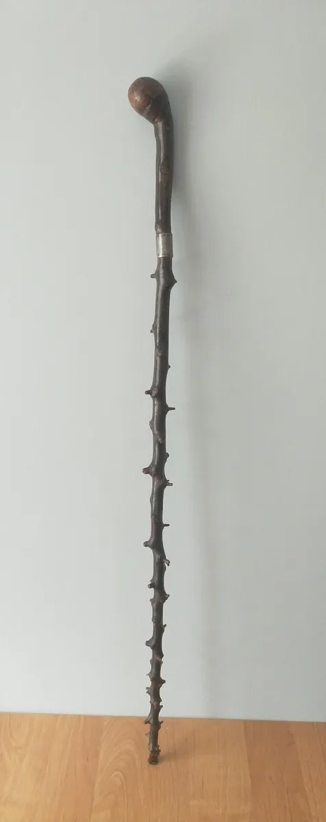 Rare Blackthorn Walking Stick - Image 1
