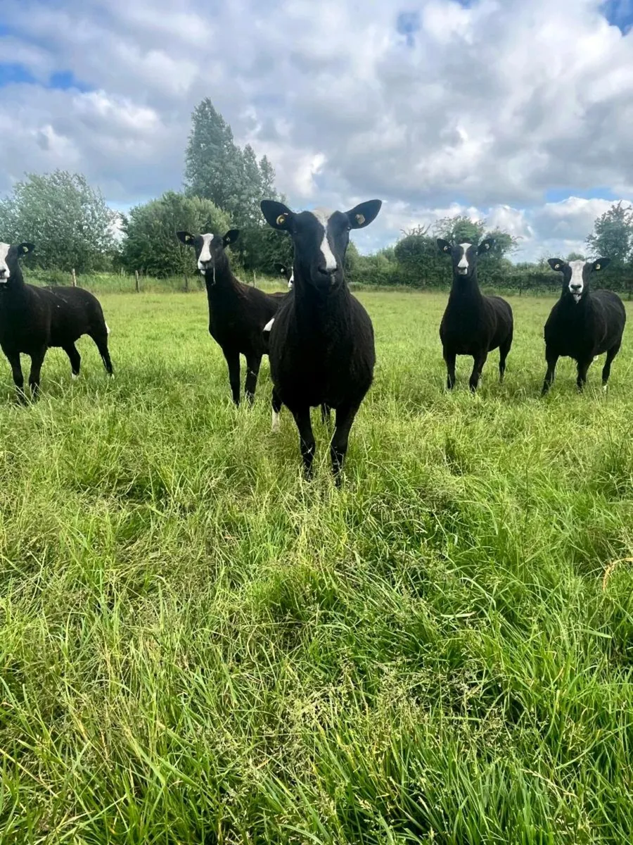6 Pedigree Non Reg Zwartbles - Image 1