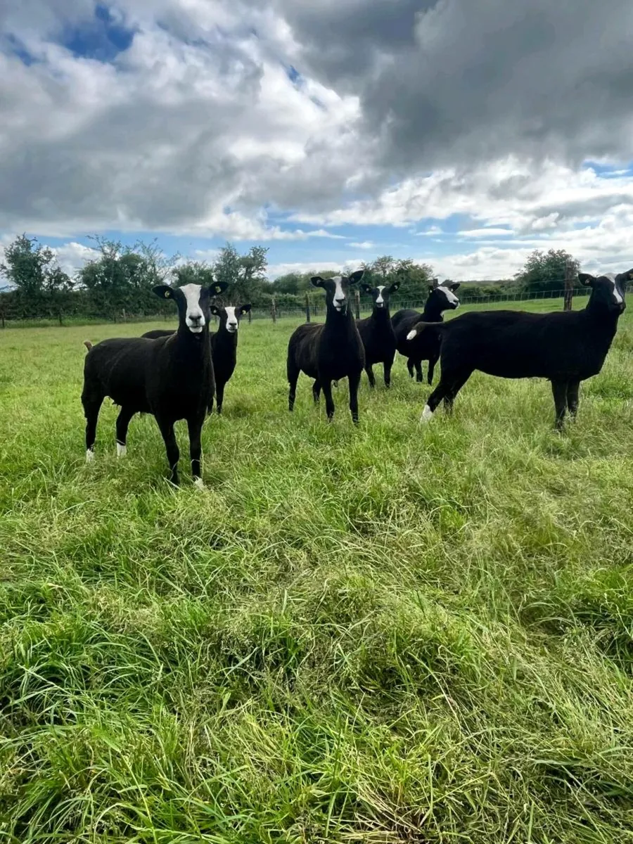 6 Pedigree Non Reg Zwartbles - Image 3
