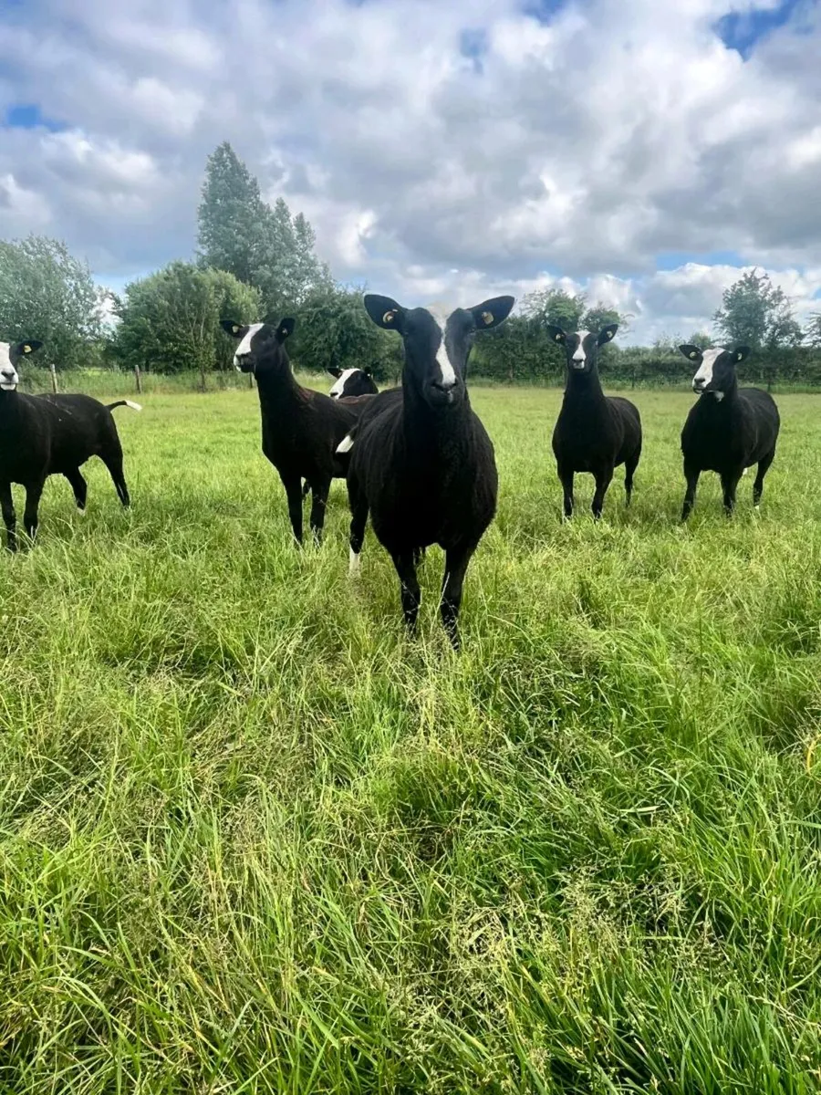 6 Pedigree Non Reg Zwartbles - Image 4