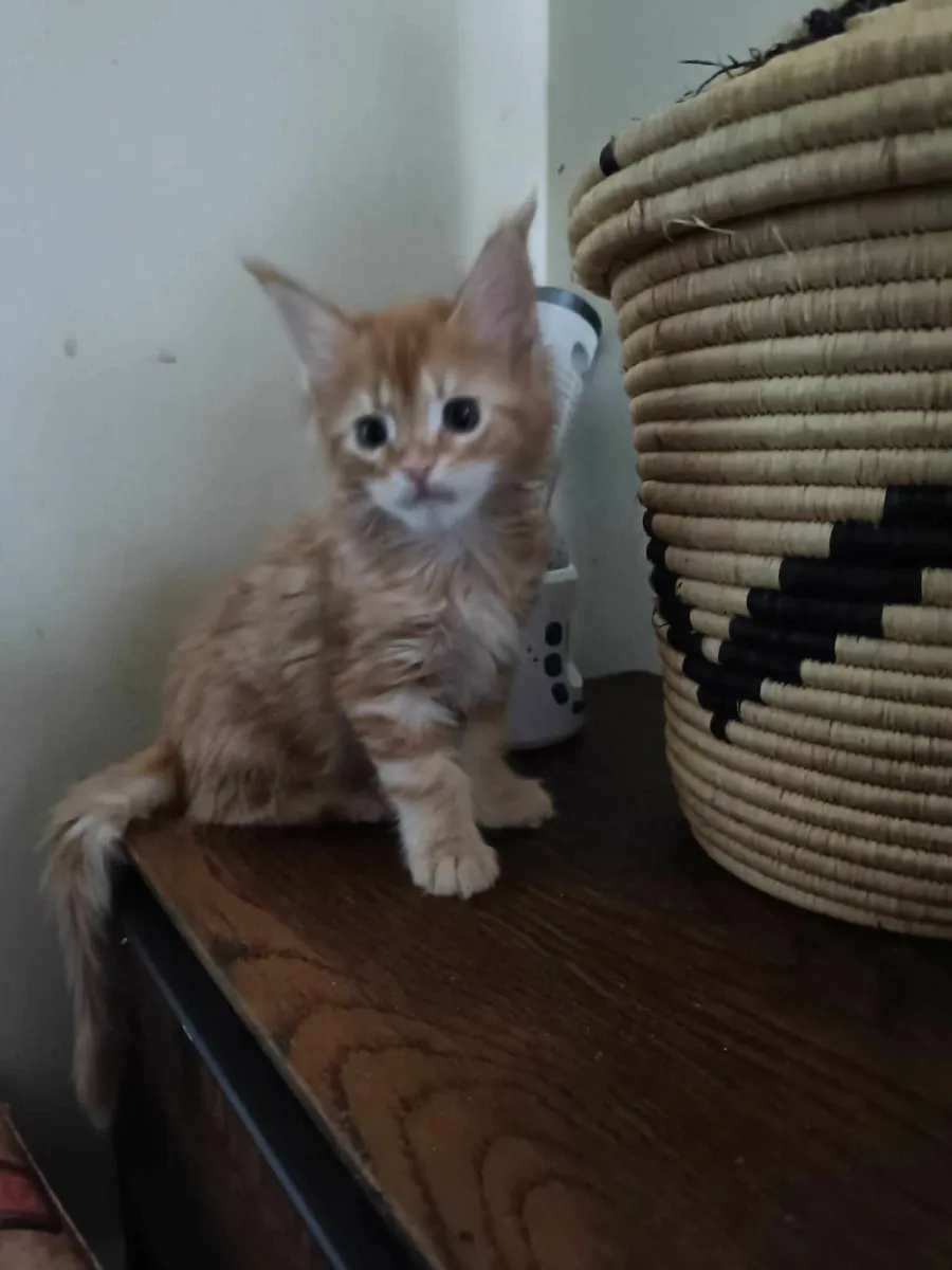 Maine Coon Desiree and Diesel for sale - Image 2