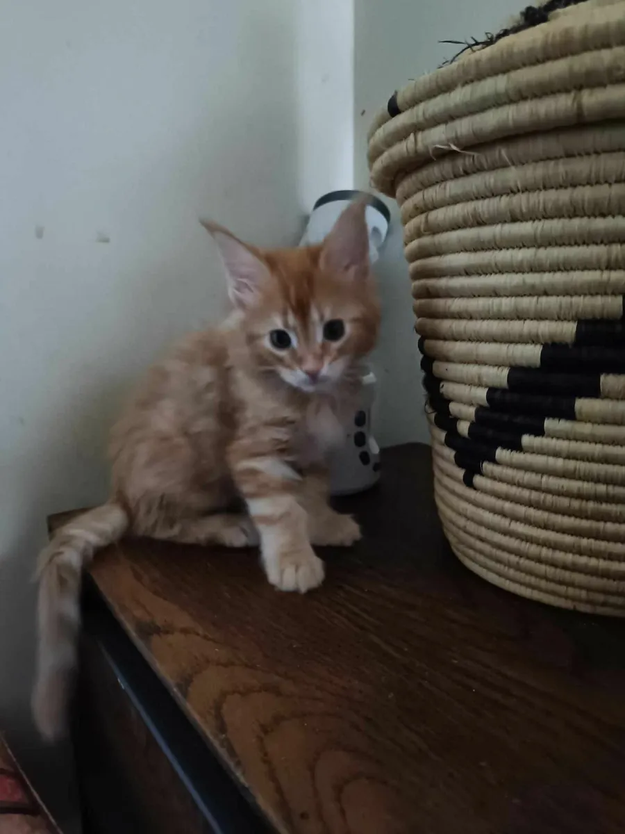 Maine Coon Desiree and Diesel for sale - Image 3
