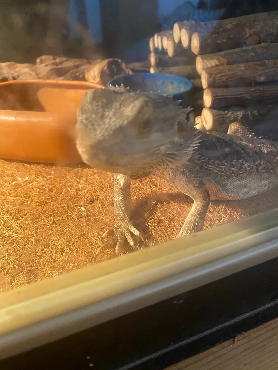 5 year old Bearded Dragon + cage - Image 1