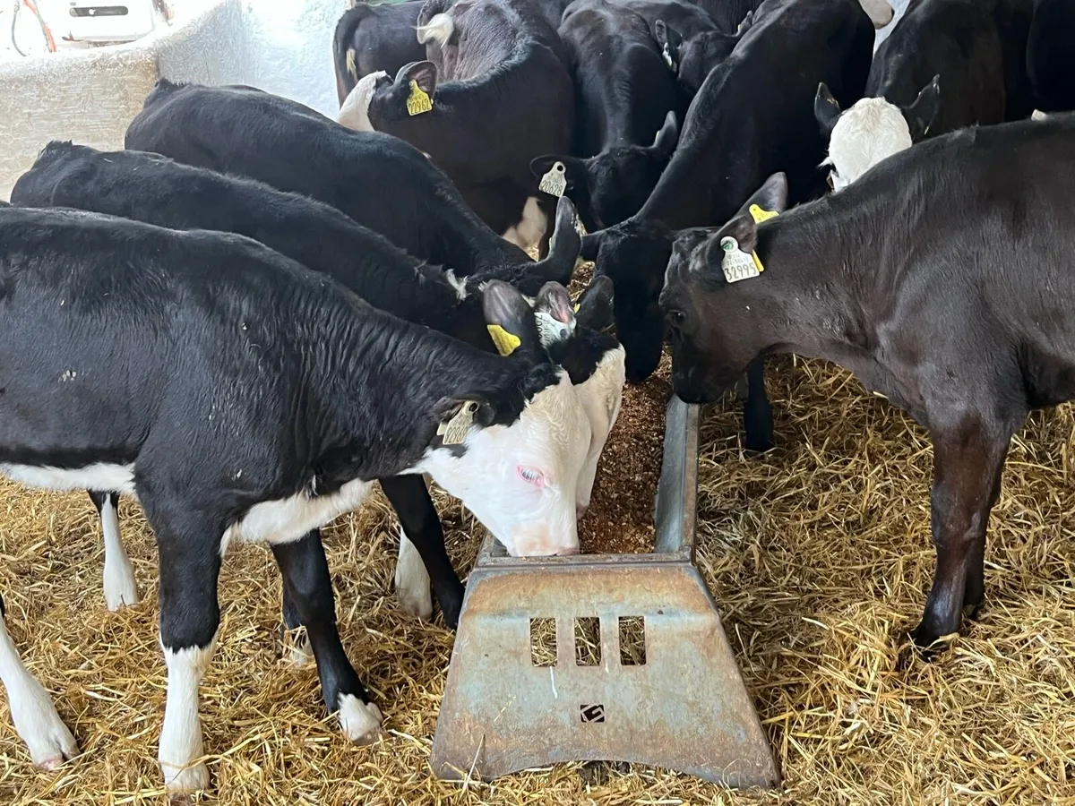 16 Super Weaned Grass Heifer Calves - Image 1