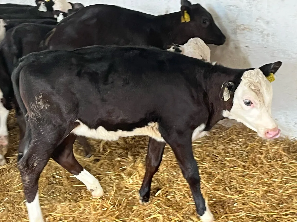 16 Super Weaned Grass Heifer Calves - Image 2
