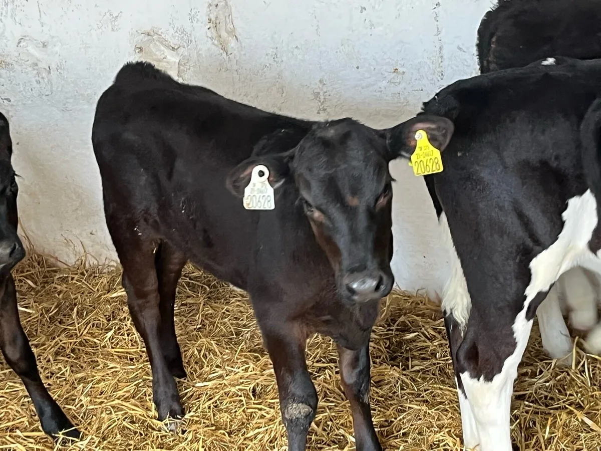 16 Super Weaned Grass Heifer Calves - Image 3