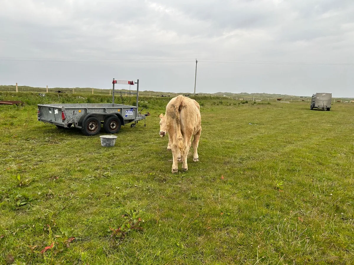 Organic heifers - Image 3