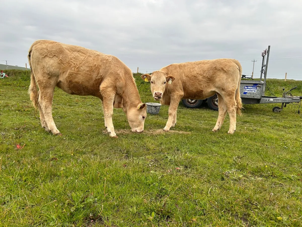 Organic heifers - Image 4