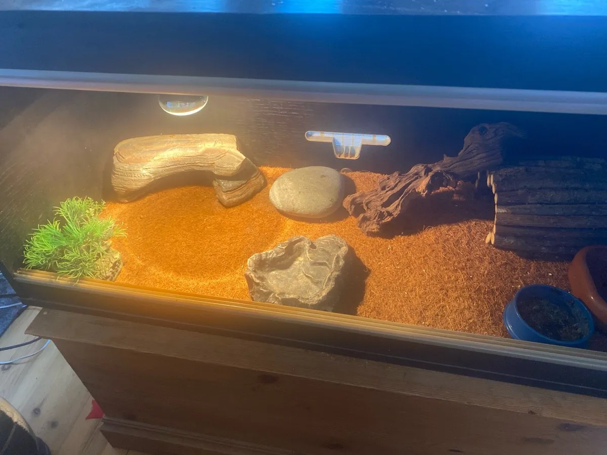 5 year old Bearded Dragon + cage - Image 2