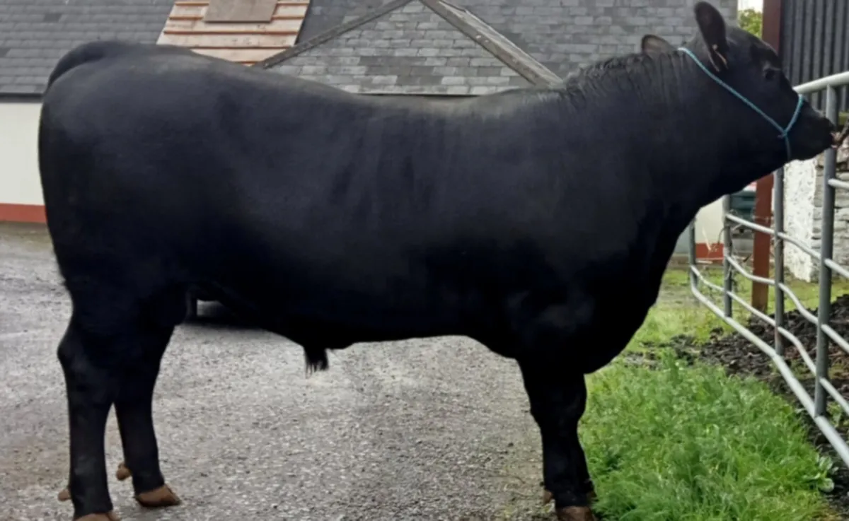 PBR ABERDEEN ANGUS BULL - Image 3