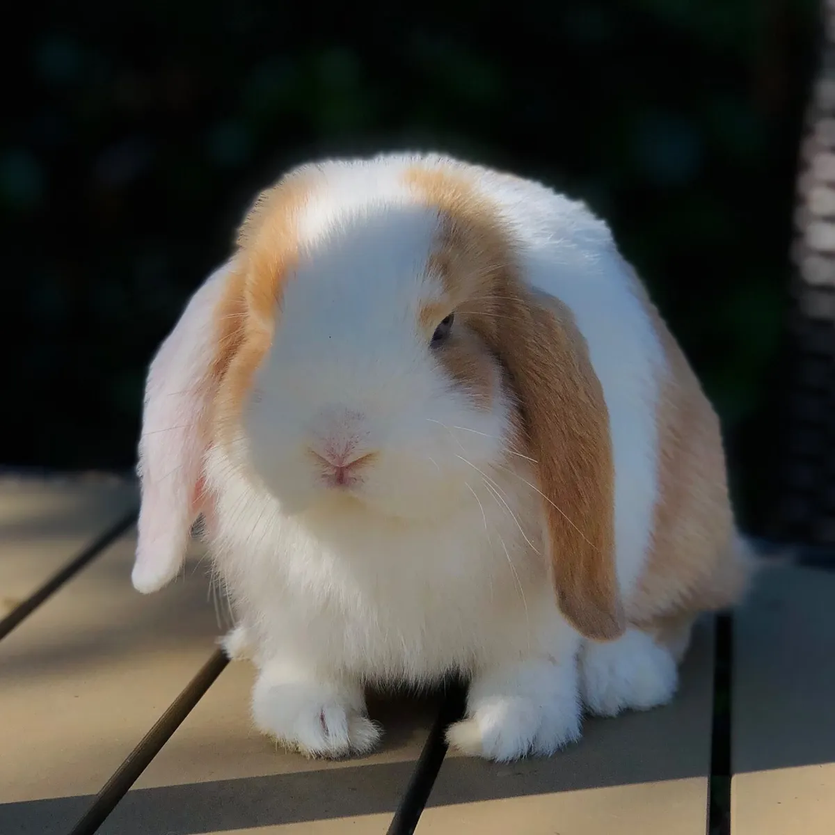 Munster Mini Lops - Image 1