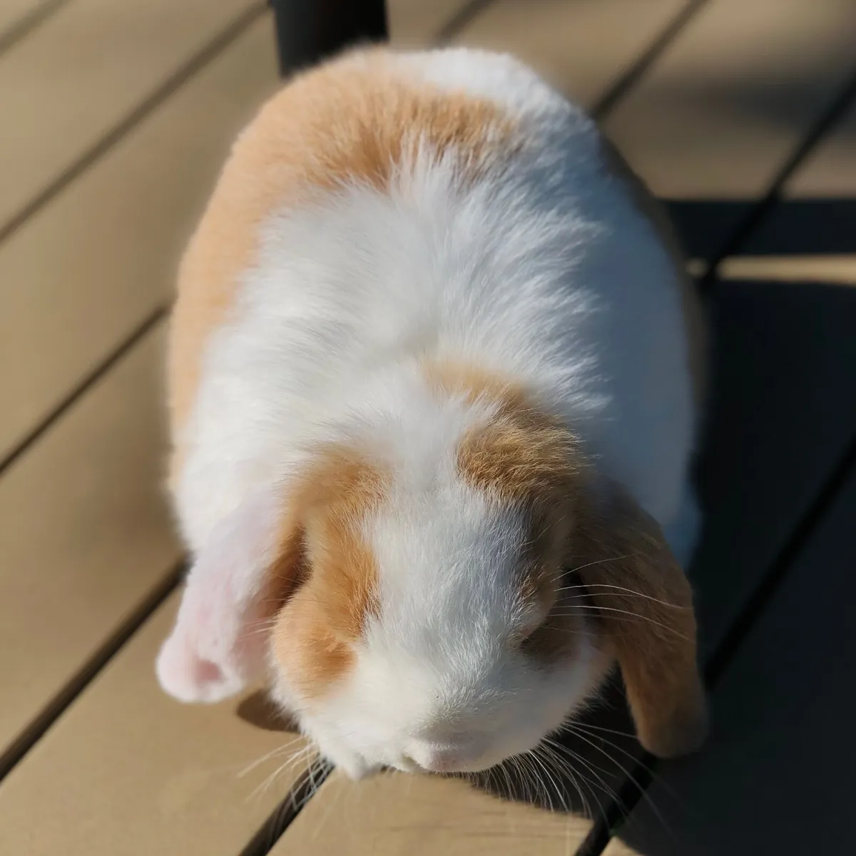 Munster Mini Lops - Image 2