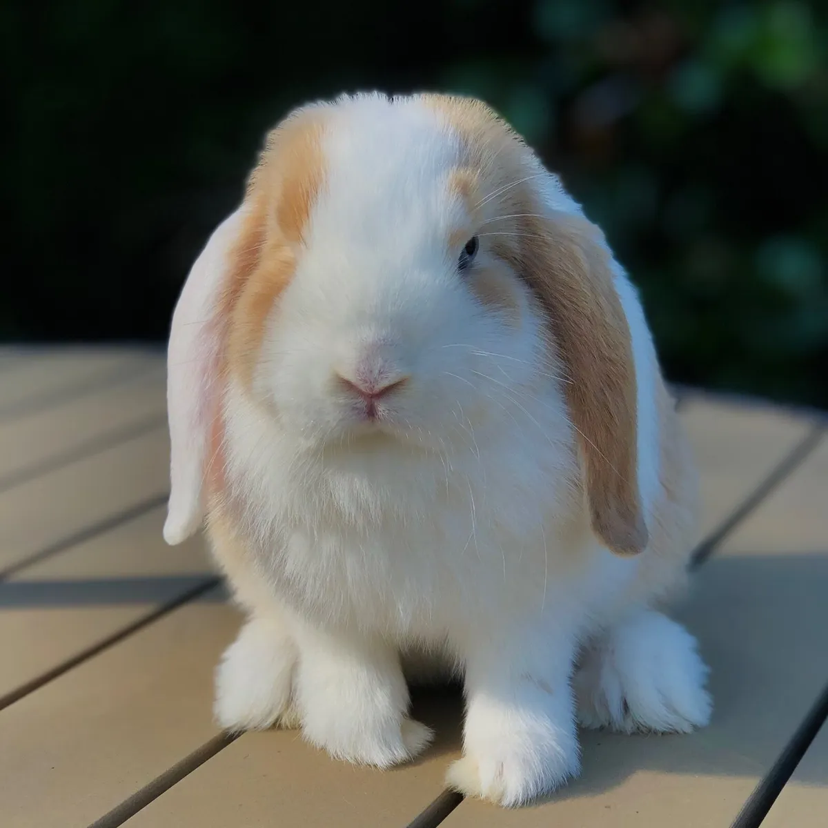 Munster Mini Lops - Image 3
