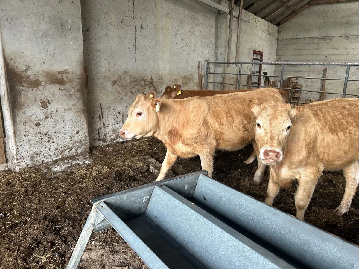 Organic heifers - Image 1
