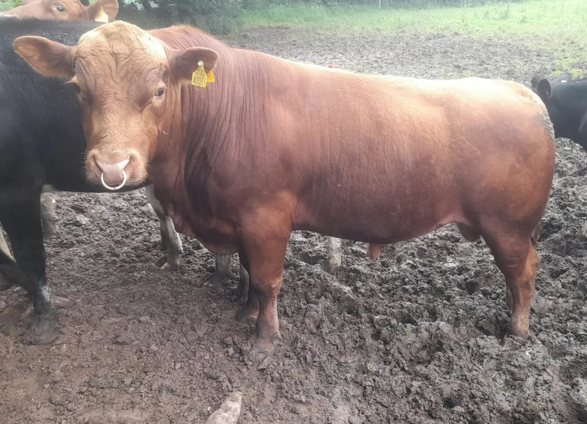 Aberdeen Angus Bull - Image 3