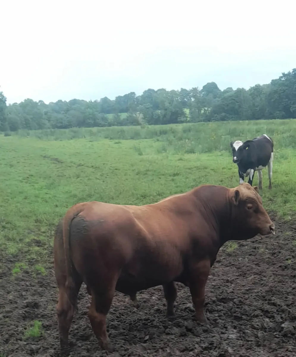 Aberdeen Angus Bull - Image 4
