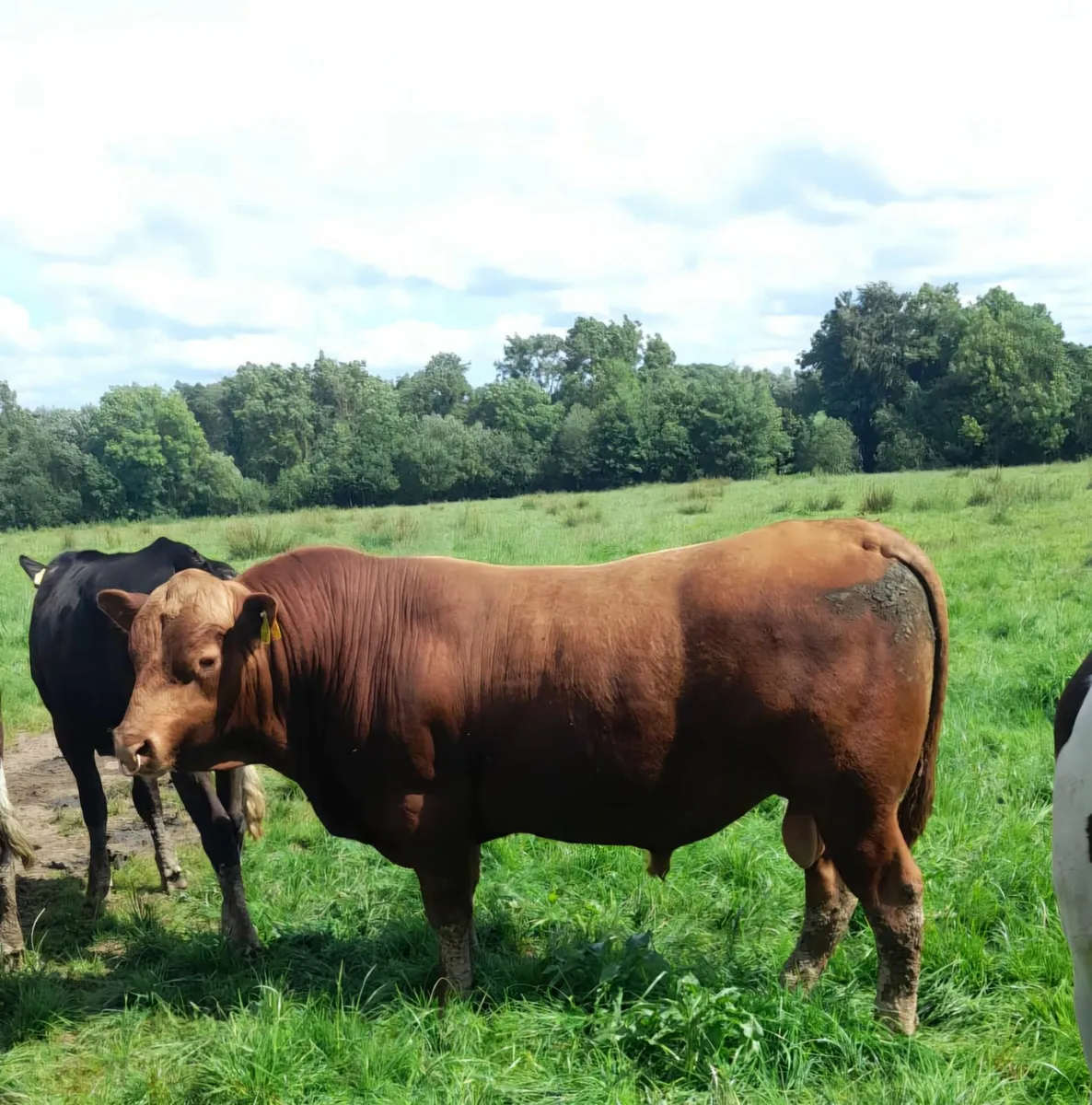 Aberdeen Angus Bull - Image 1