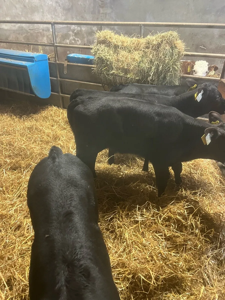 Strong AA heifer calf’s for sale - Image 1