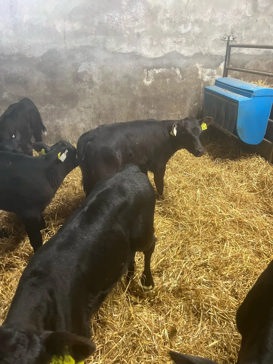 Strong AA heifer calf’s for sale - Image 2