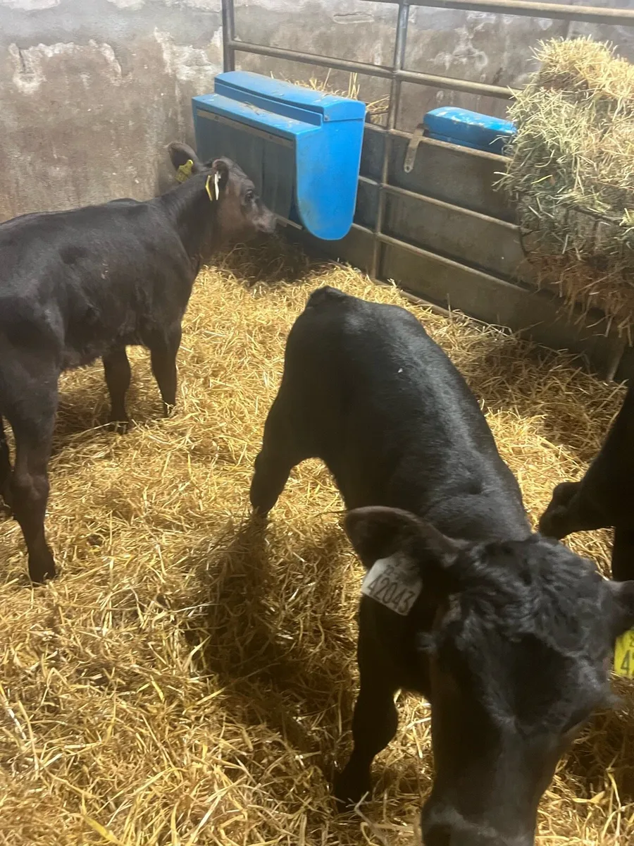 Strong AA heifer calf’s for sale - Image 3