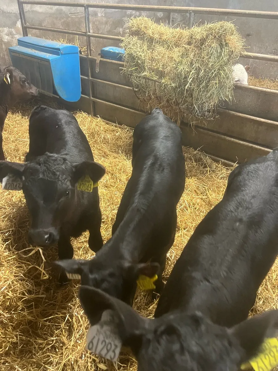 Strong AA heifer calf’s for sale - Image 4