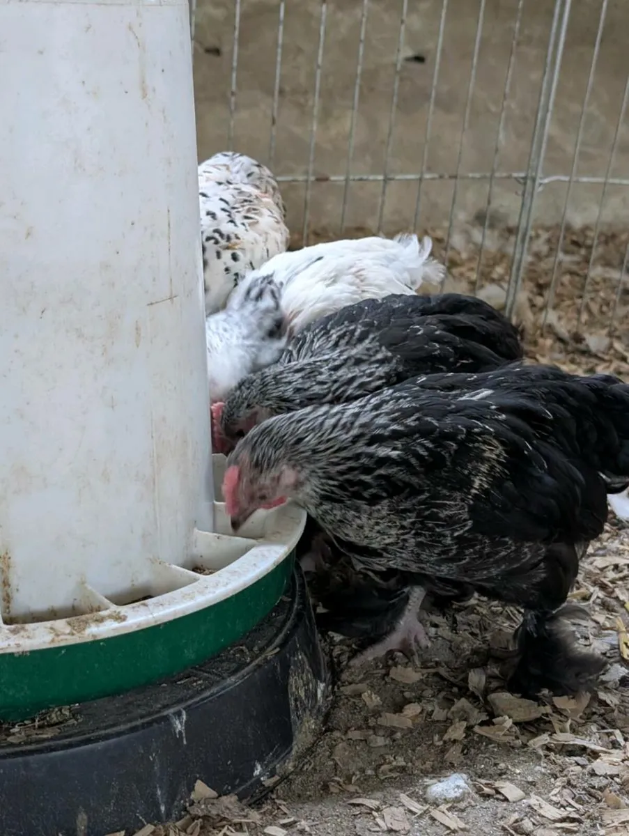 Peacock, roosters and bantam cross chicks - Image 2