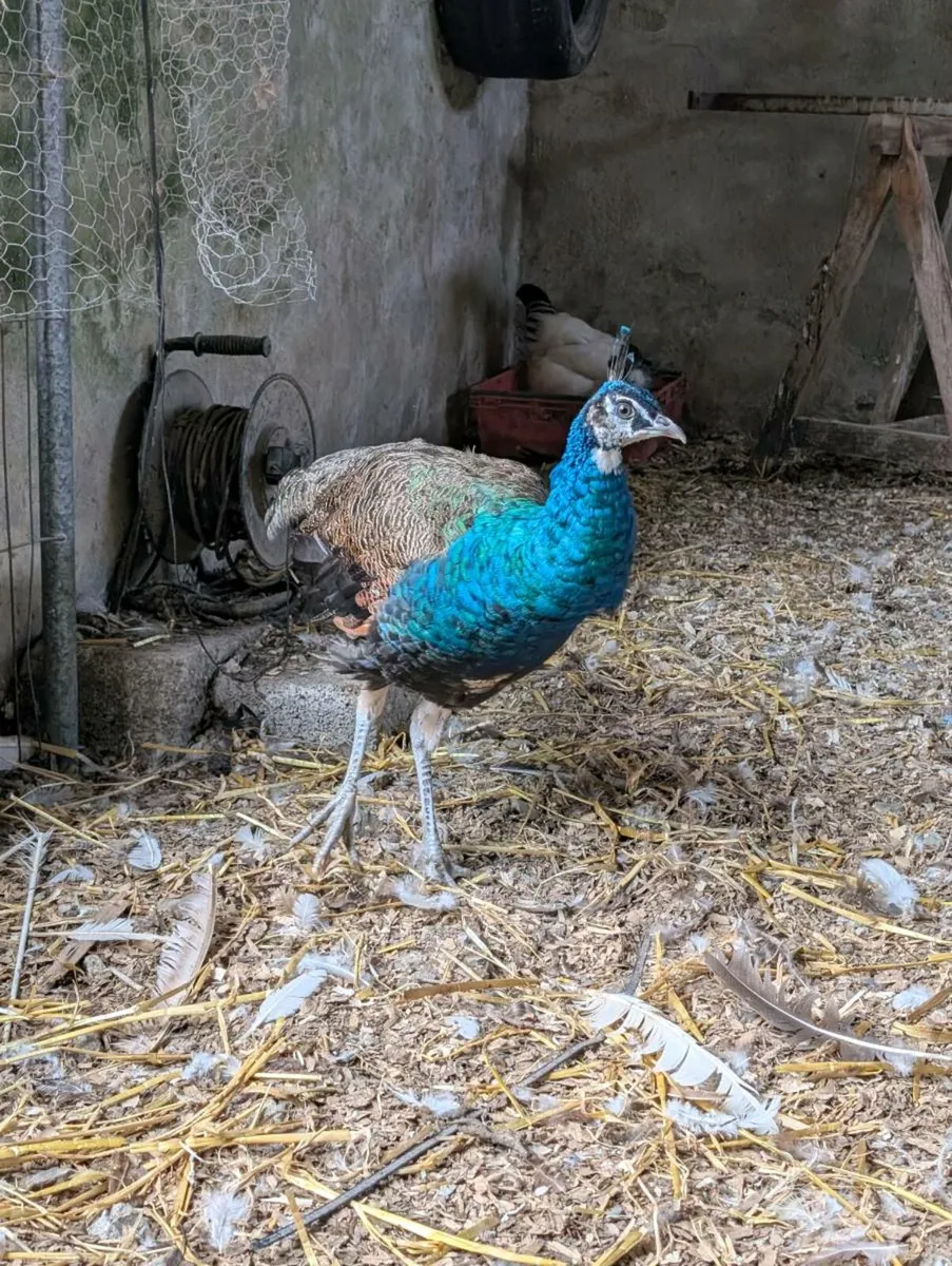 Peacock, roosters and bantam cross chicks - Image 4