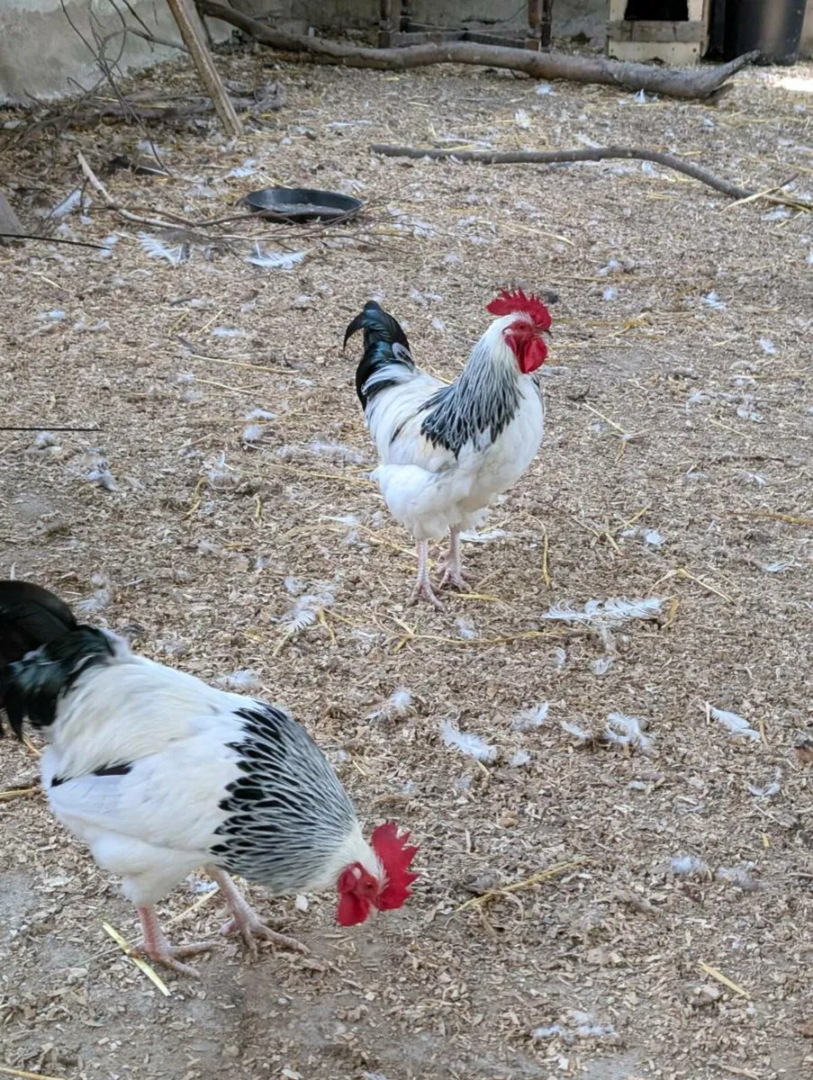 Peacock, roosters and bantam cross chicks - Image 1