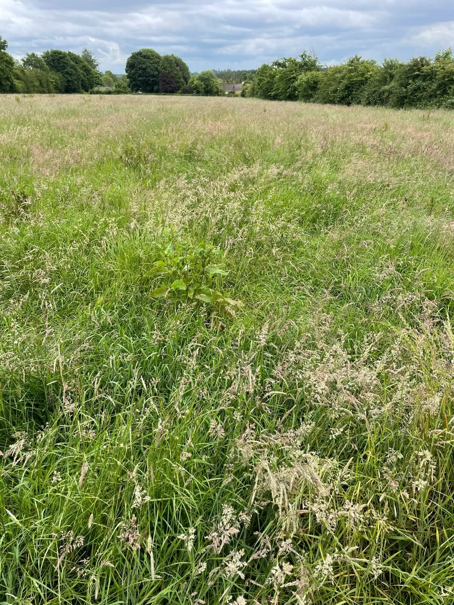 Silage - Image 2