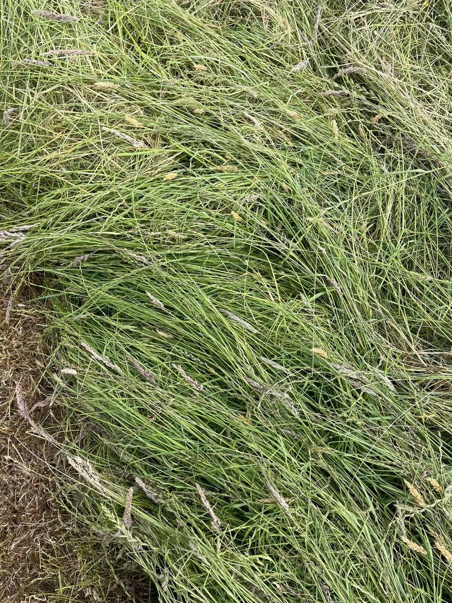Silage - Image 3