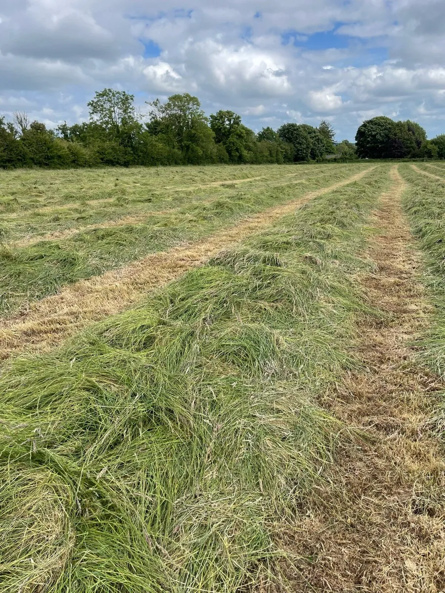 Silage - Image 4