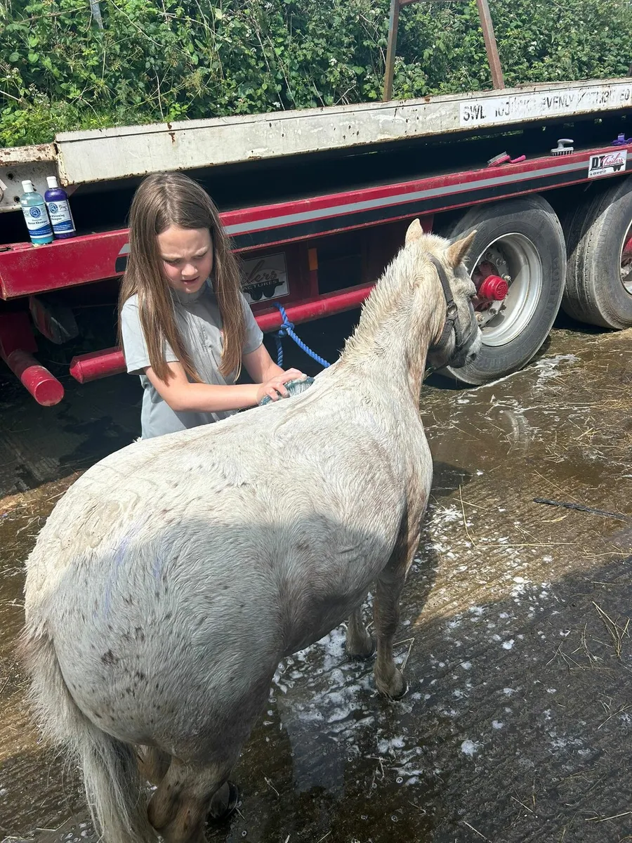 Shetland pony - Image 1