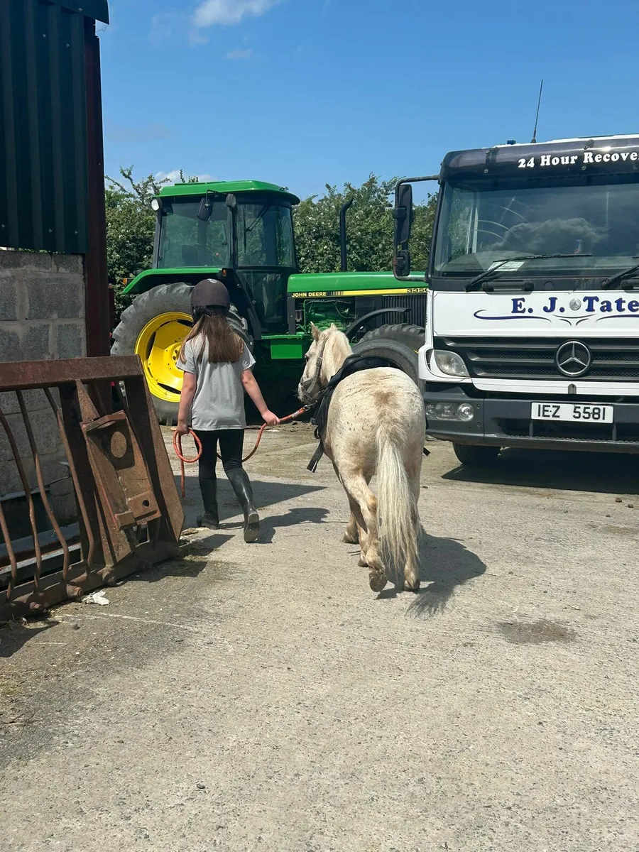 Shetland pony - Image 2