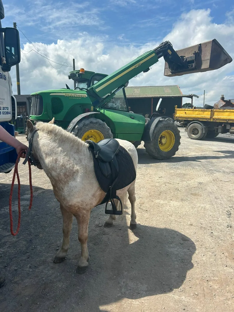 Shetland pony - Image 3