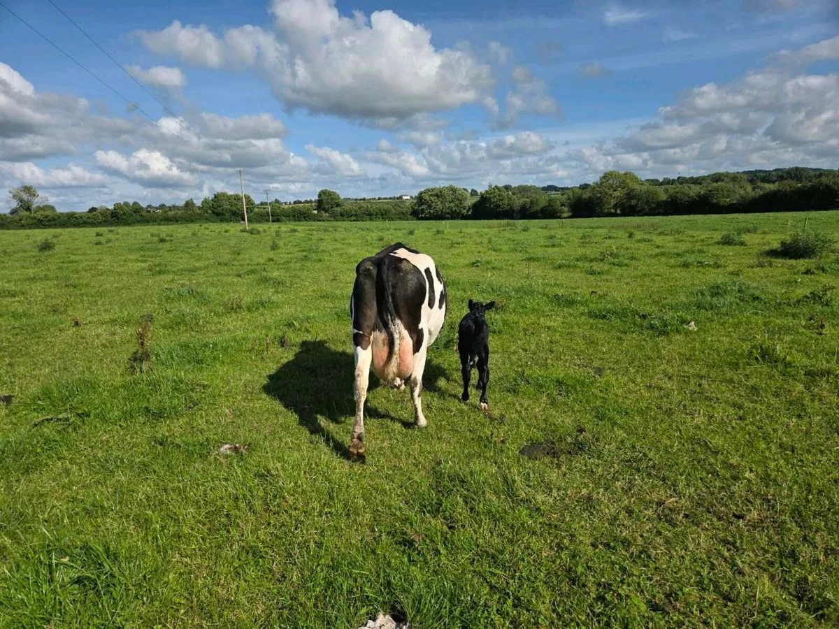 Fresh calved cows - Image 1