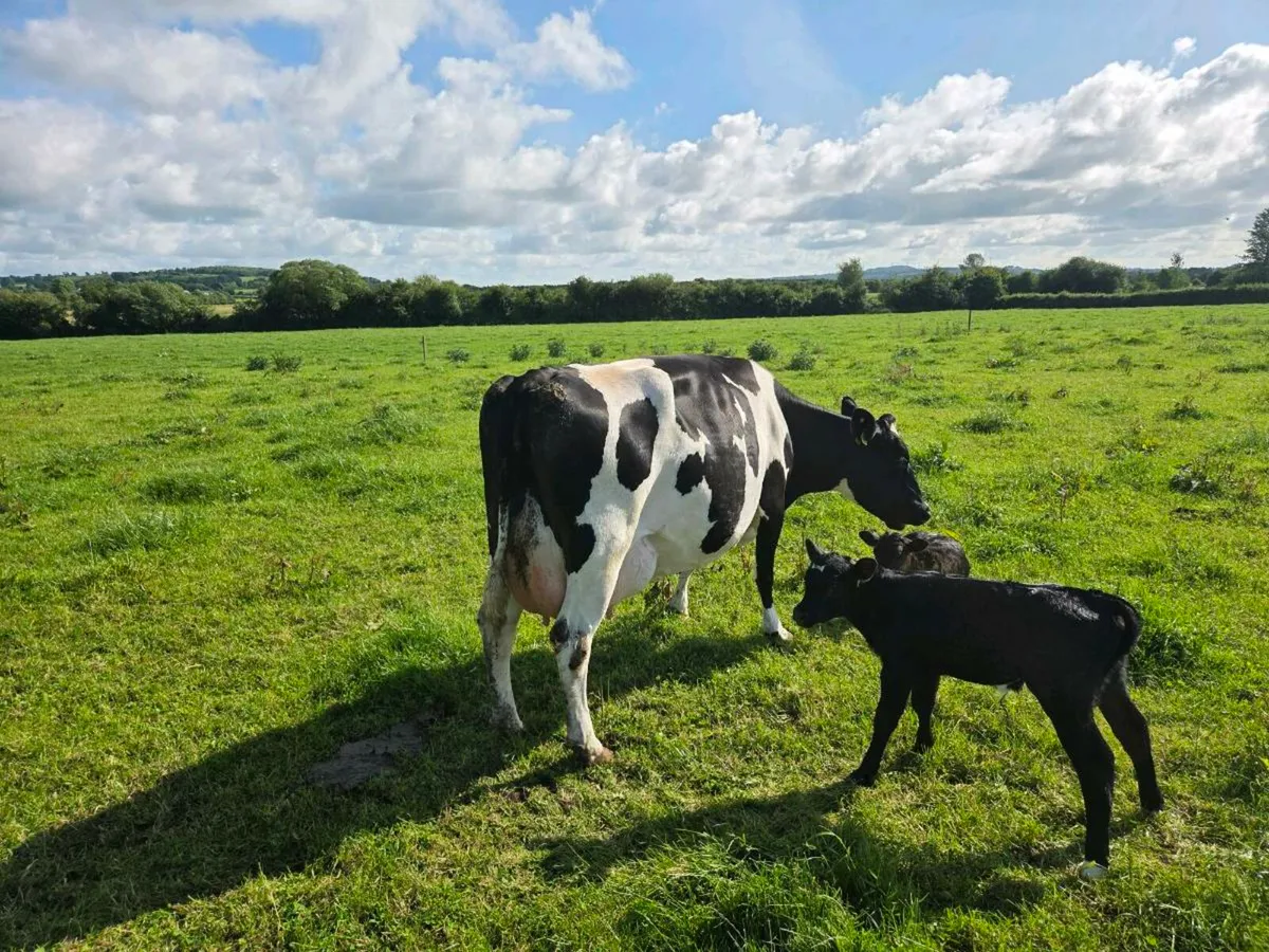 Fresh calved cows - Image 2