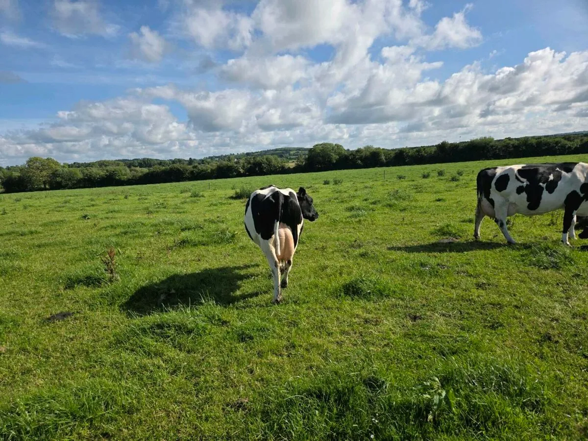 Fresh calved cows - Image 3