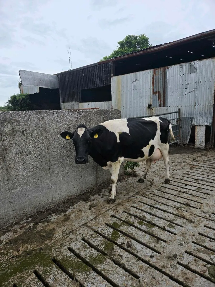 Fresh calved cows - Image 4