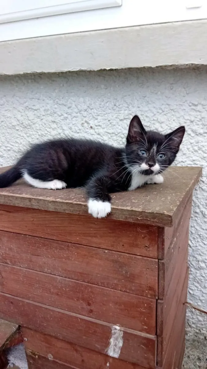 Kittens - Image 2