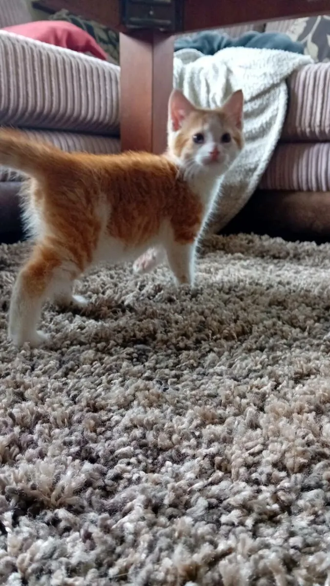 Kittens - Image 3
