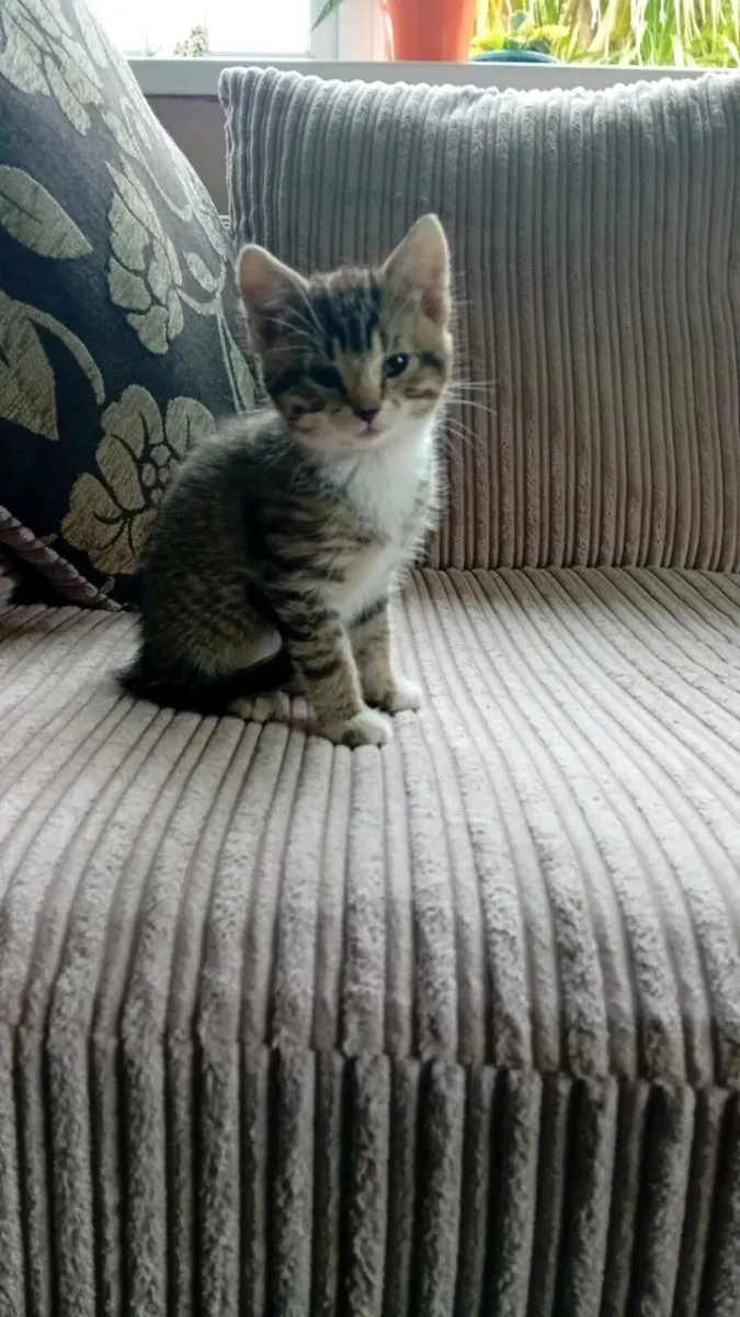 Kittens - Image 4