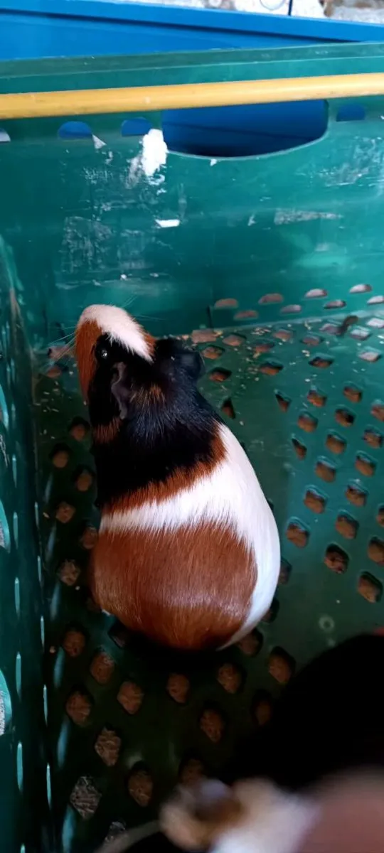 2 guinea pigs - Image 2